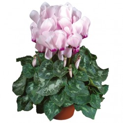 Light rose w. eye