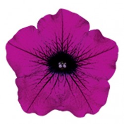 Porpora