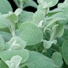 Silver Leaf