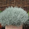 Silver King