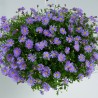 Brasco violet