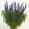 Sallyfun Blue