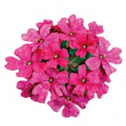 Hot rose