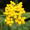 Dea gold