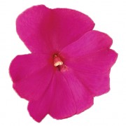 Viola