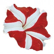 Bicolore rosso bianco