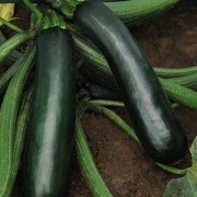 Easypick green zucchini