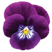 Violet face