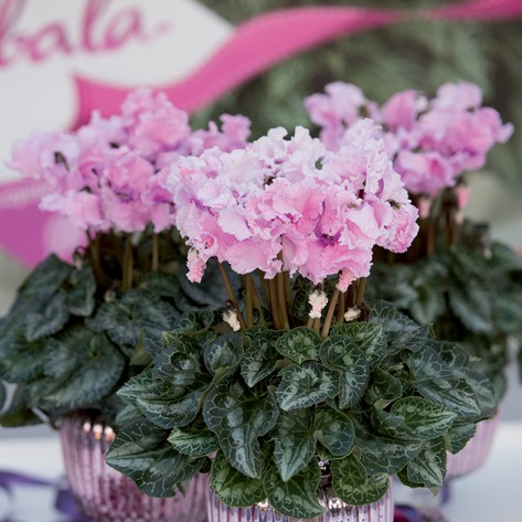 Falbala Rose