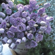 Lavender IMP 4