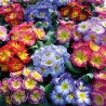 Multicolor Mix