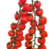 Gardenberry