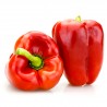 Solario rosso