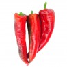 Diablo Rosso
