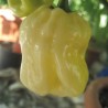 Habanero White