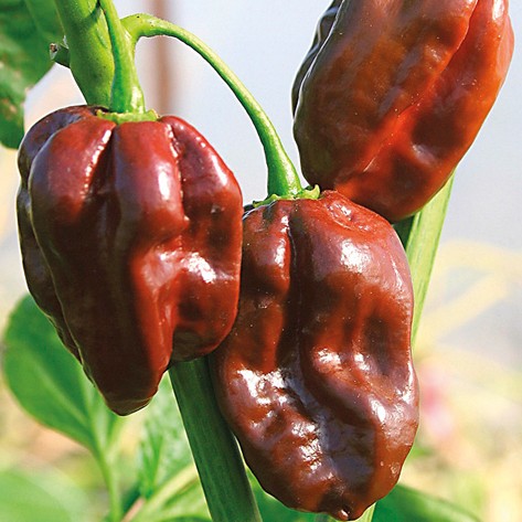 Habanero Chocolate