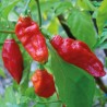 Bhut Jolokia
