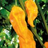 Fatalii Yellow