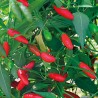 Diavolicchio Calabrese