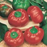 Red Cherry