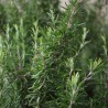 Rosmarinus Officinalis 
