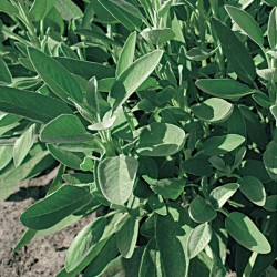 Salvia officinalis