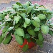 Salvia officinalis Maxima