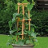 Cetriolo Patio Snacker