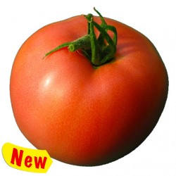 Rosalba tomato