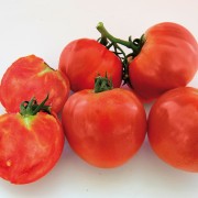 Round tomato