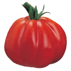 Albenga Ox-heart tomato