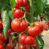 Marmande