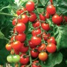 Ciliegino Dolce