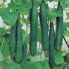 Nostrano