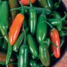 Jalapeno