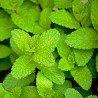 Peppermint