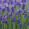 Hidcote Blue Strain Deep blue