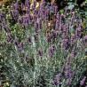 Officinalis vera Lavander