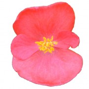 Rose bicolour