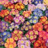 Bicolor mix