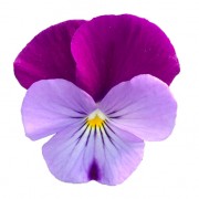 Lilac purple wing