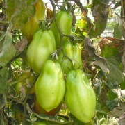 Scatolone San Marzano