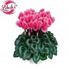 Litchi Fuchsia
