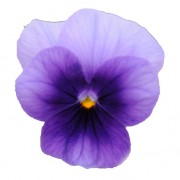 Beacon violet