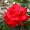 Grande Amore 