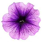Lilac Vein