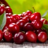 Cherry Me