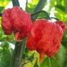 Carolina Reaper