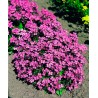 Compinkie pink