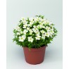 Blizzard compact white
